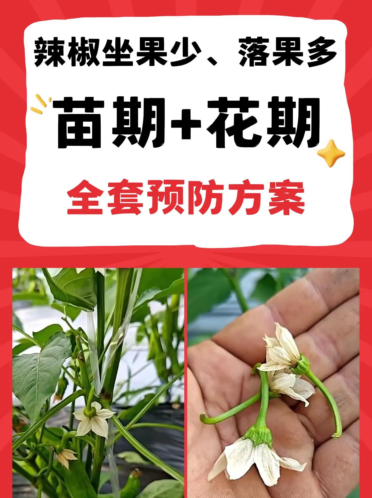 辣椒坐果少、落果多，苗期+花期预防方案。辣椒种植坐果少