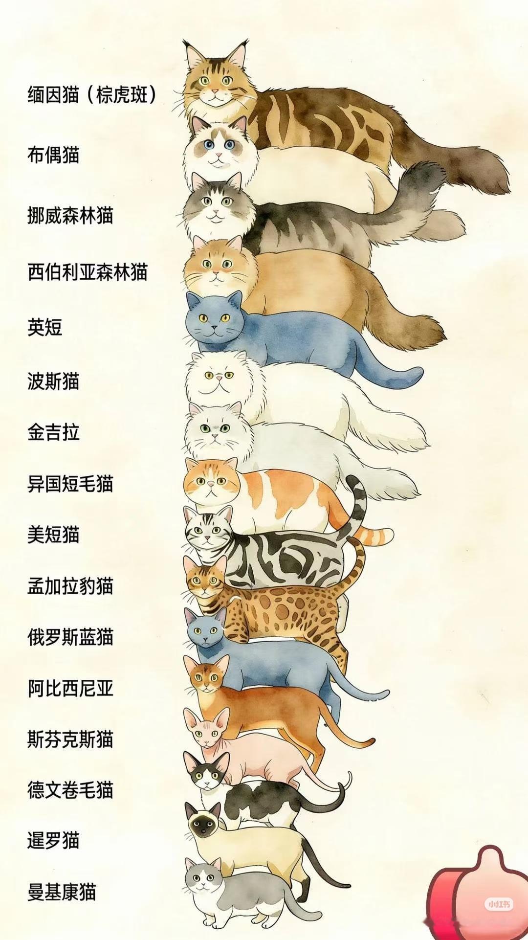 猫咪品种体型大小排列，你家猫在哪一级？