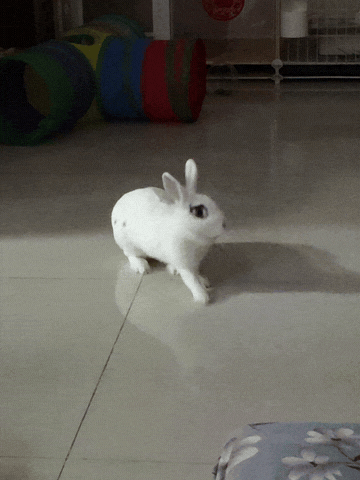 15437🐇【笑死了……】啥子兔​​​