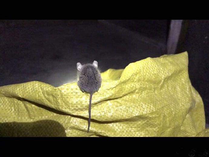 第一天上班的老鼠，在大米袋子上睡着了