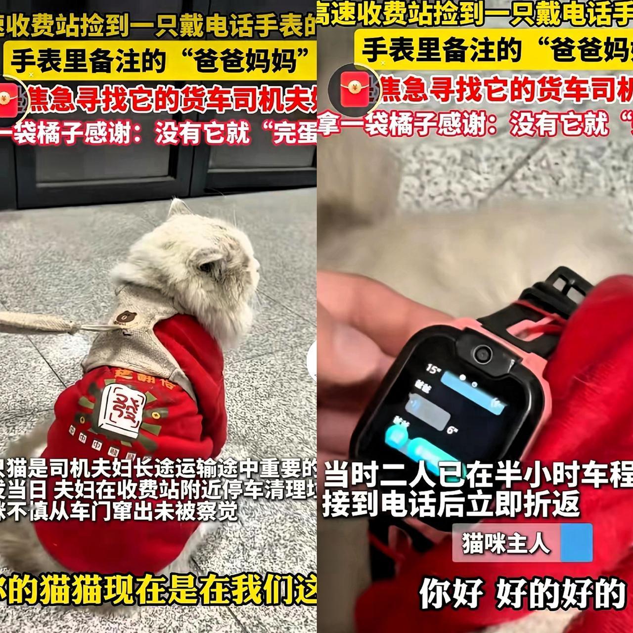 高速工作人员在收费站捡到一只猫咪！令人意外的是小家伙居然戴着电话手表，手表里备注