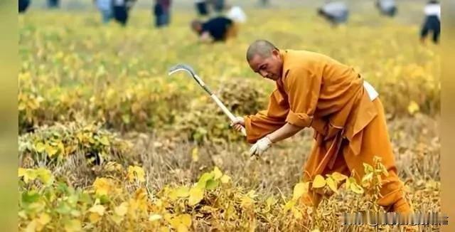 一人掌管白马寺、少林寺两座千年古刹，释印乐算得上佛门清流国内少见，同一个方