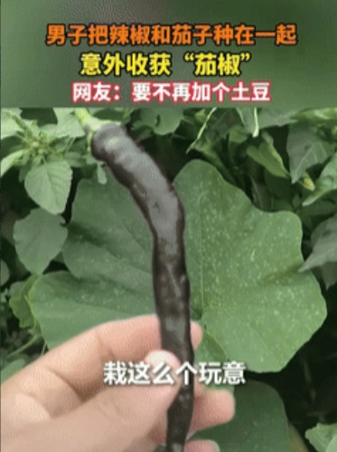 “意外的惊喜！”吉林四平，小伙无意中将辣椒和茄子种在了一起，不料竟然结出了“茄椒