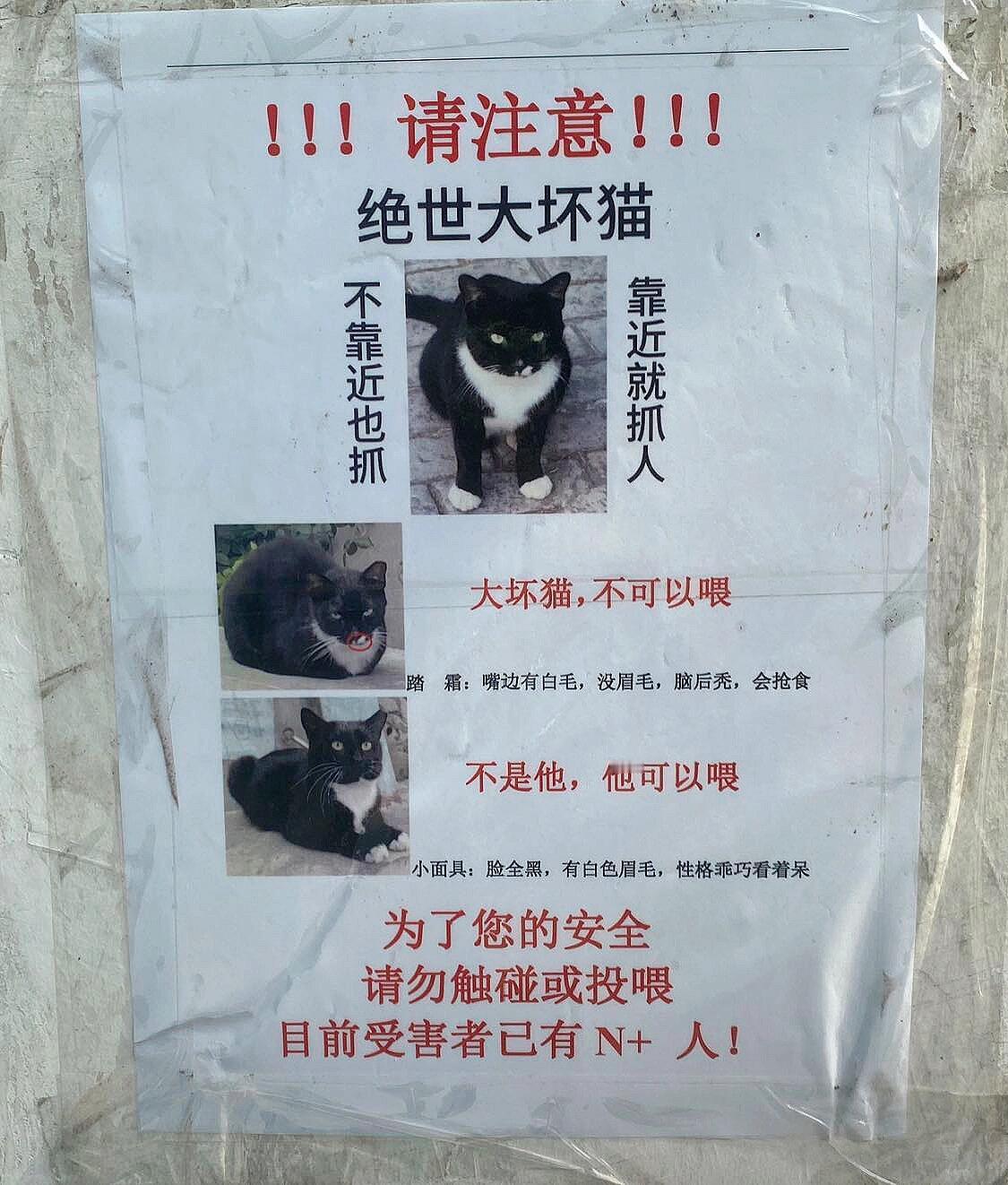 绝世大坏猫🐱哈哈哈！！！！笑死我了这些哈基米​​​