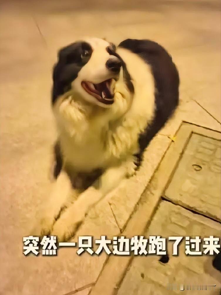 近日，无锡一女子傍晚在路边拍摄视频时，一只大型边牧犬蓦然跑到她身边摇着尾巴示好。