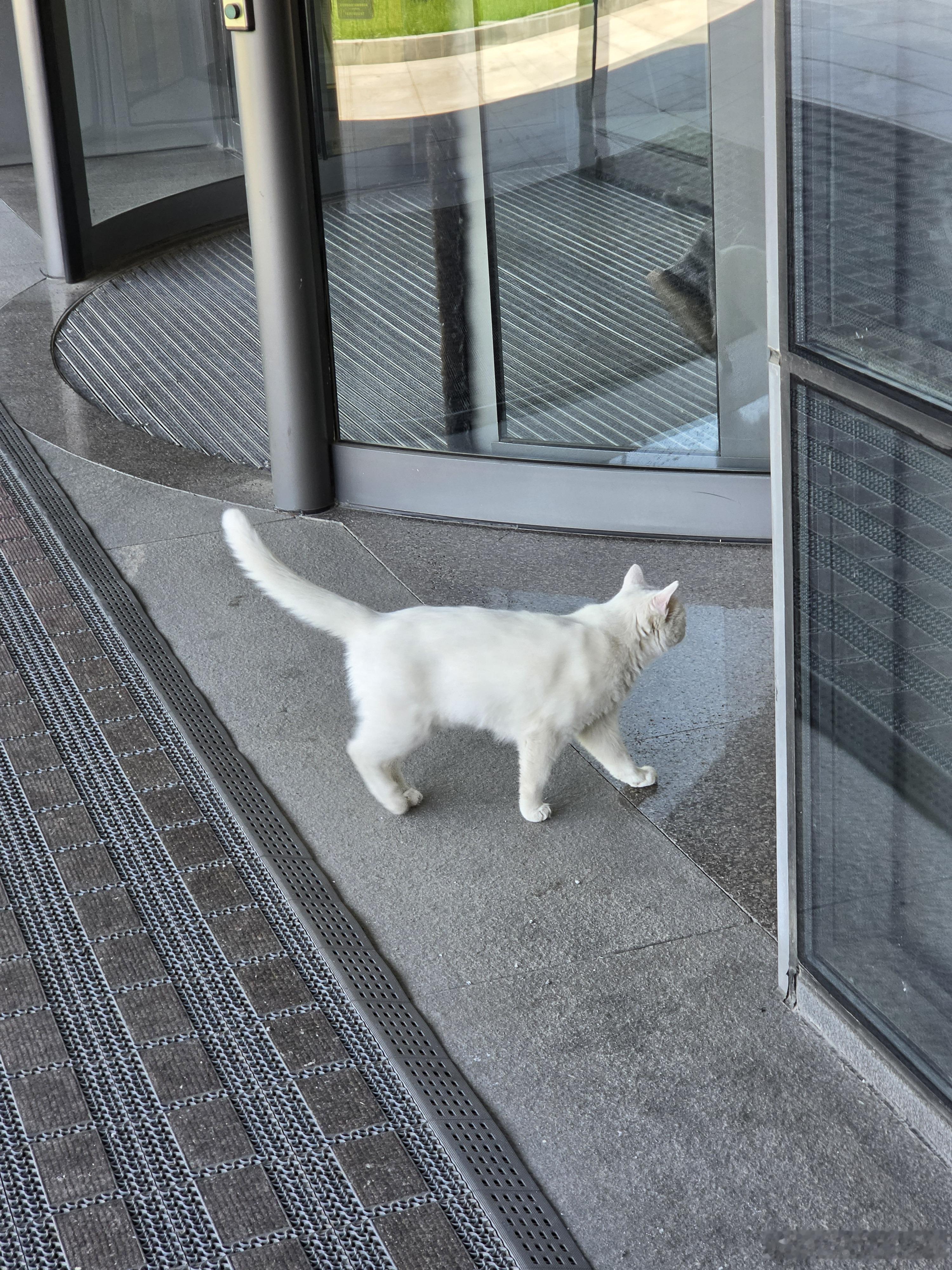 猫咪因为无证去登记了