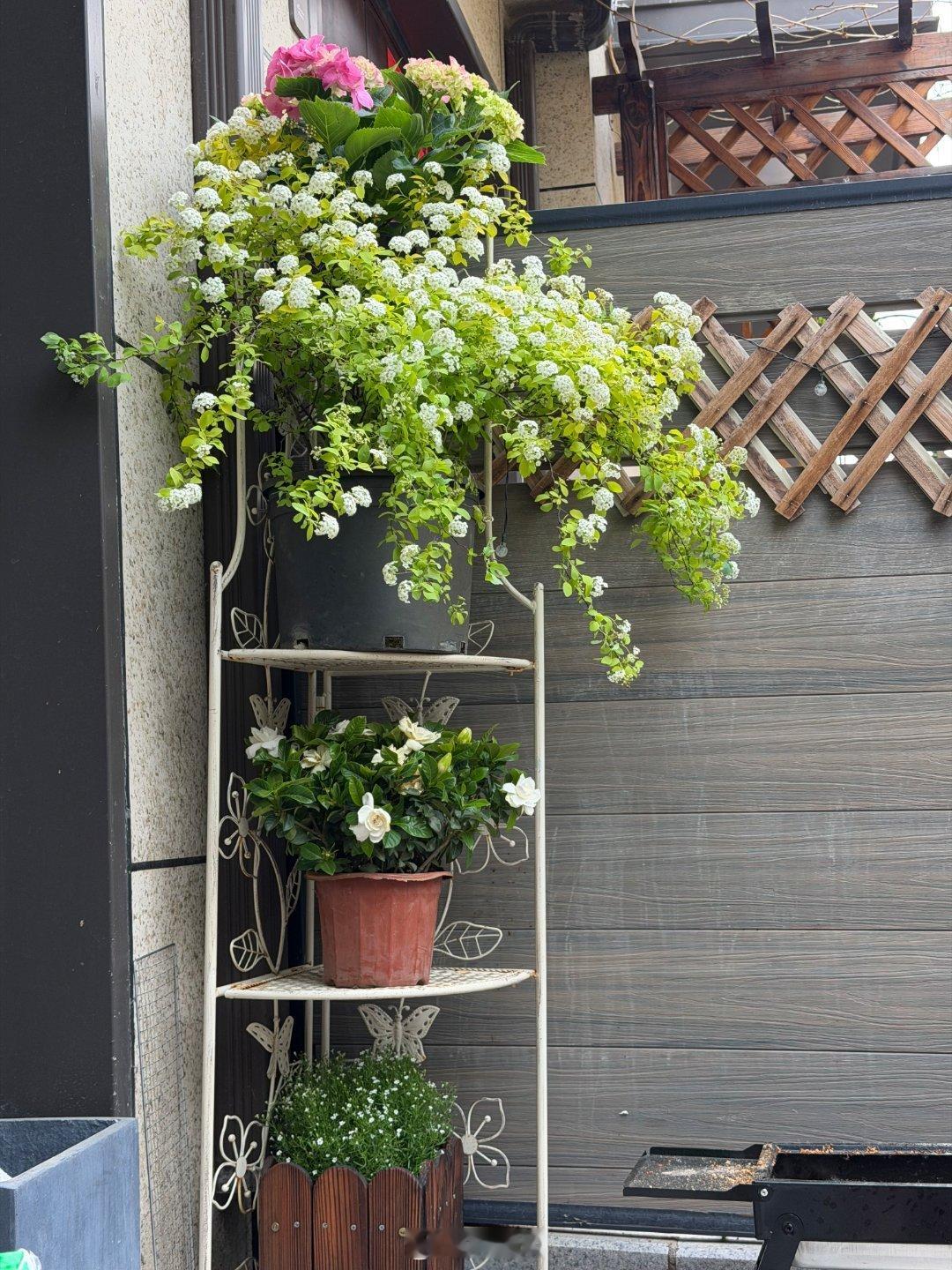 哈哈，我老婆今天早上送我去坐高铁，回来就顺便开V27去买花，买了一大堆她一开始说