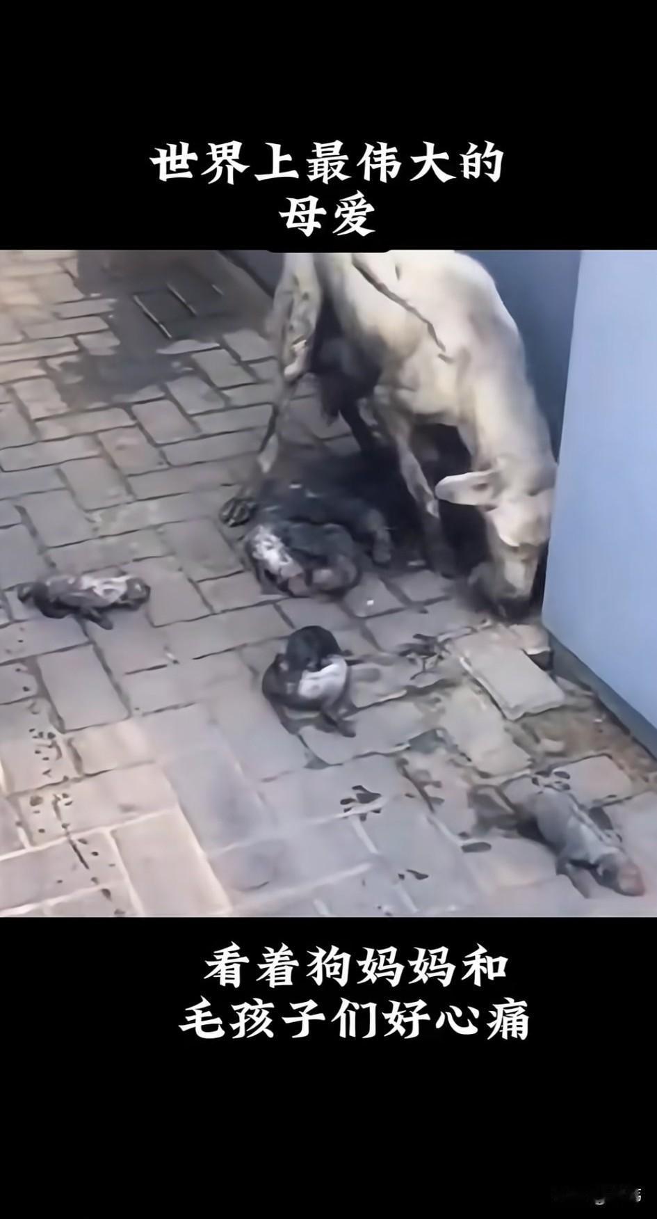 泪目了！这天一位阿姨去买菜，结果走到一个拐角处的时候，看到非常凄惨的一幕，一只瘦