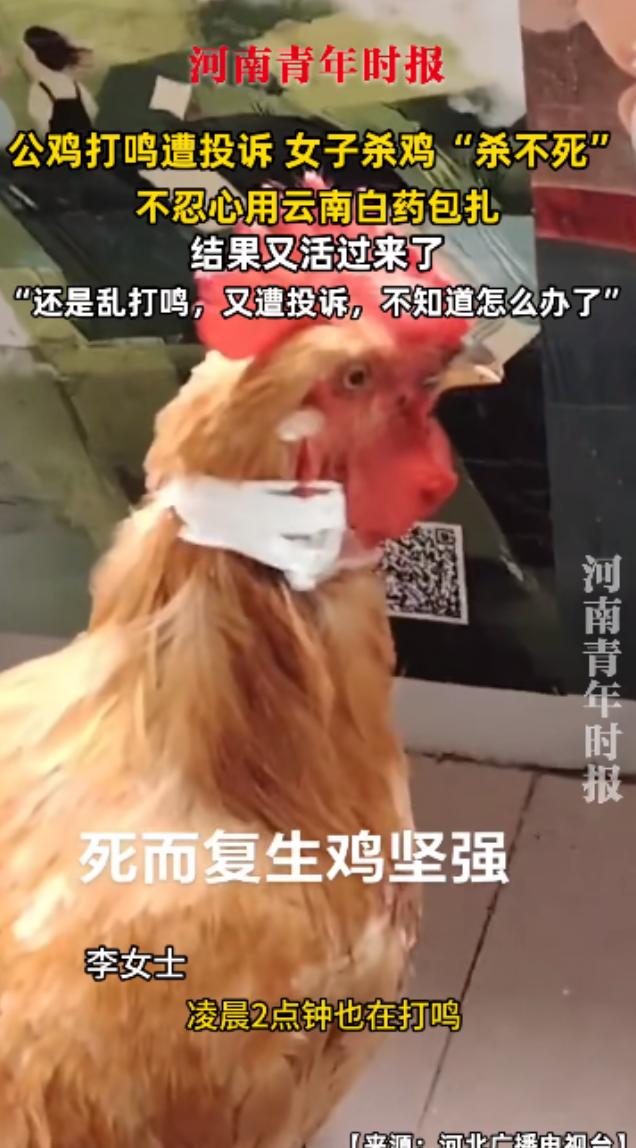 “离了个大谱！”近日，贵州贵阳，一女子养了多年的公鸡因为半夜里打鸣被邻居投诉，女