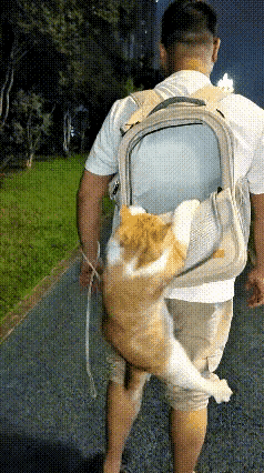 刷到这段视频看得我忍不住笑了。男子夜里出门散步，本打算把猫咪装进背包带着遛弯，结