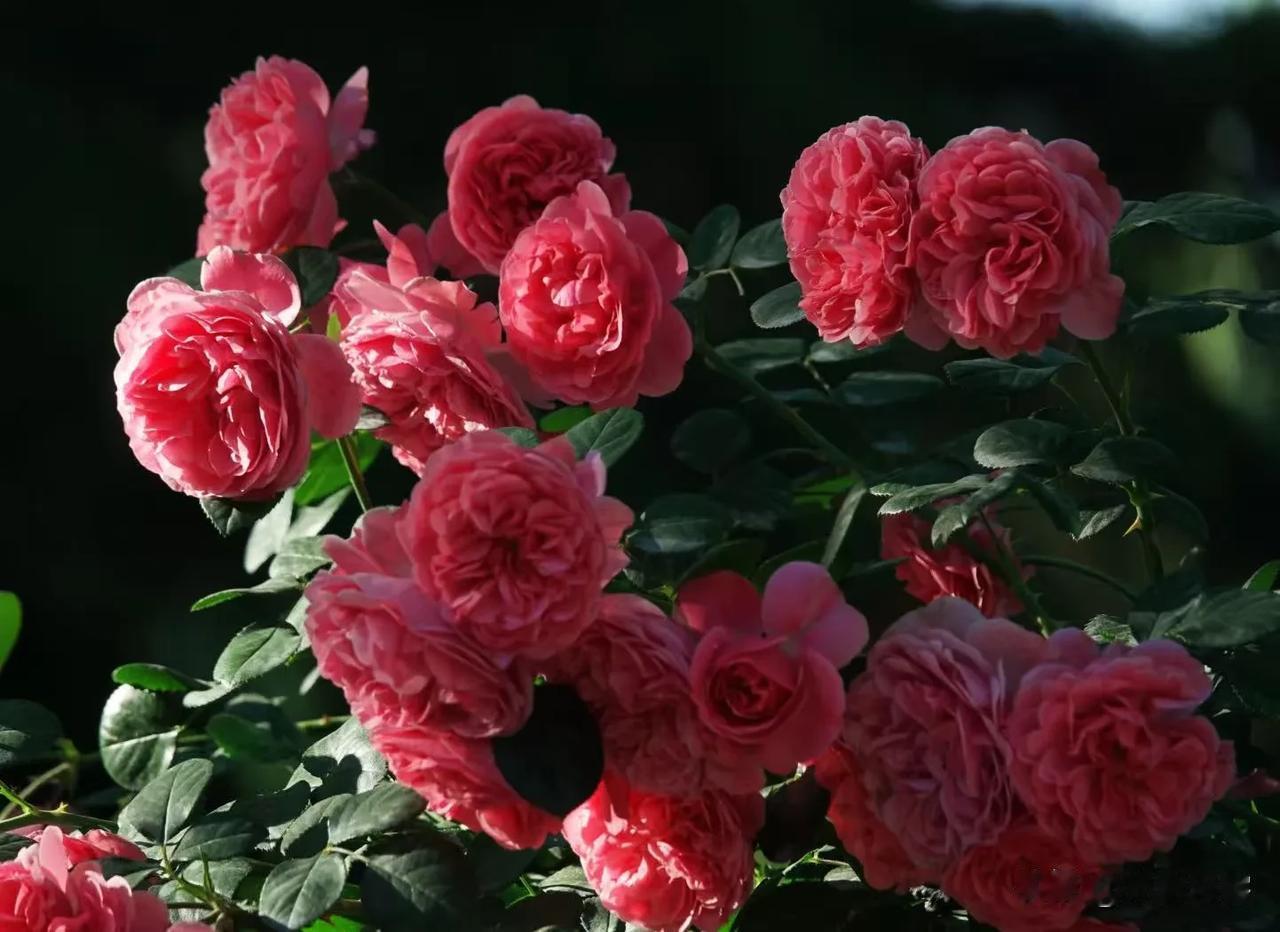 花团锦簇的月季《首发》我喜欢红色带粉的花朵，无论是月季、牡丹还是郁金香。不知道