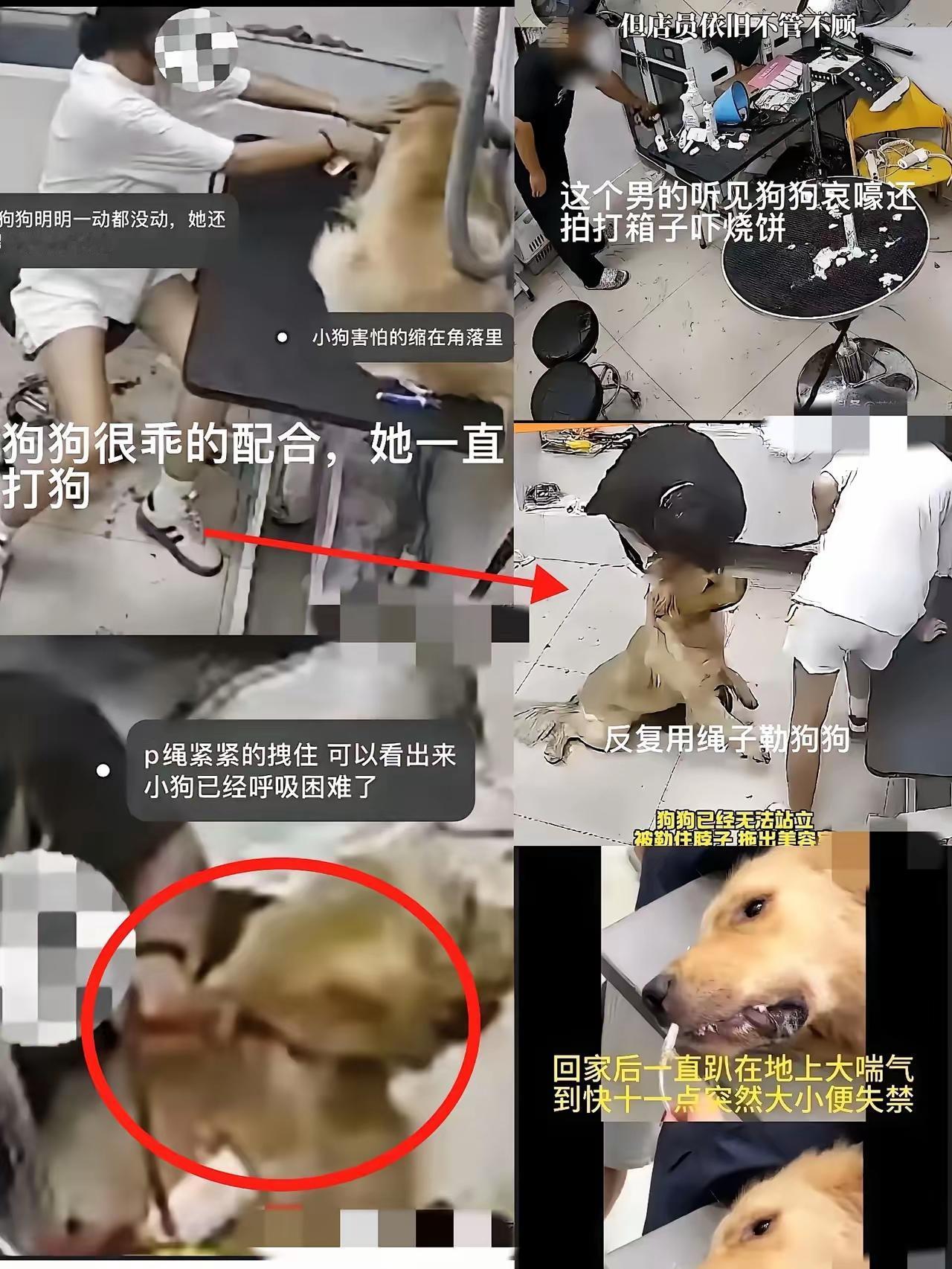 我想，这世上最让人寒心的不是天灾，而是人心能恶到什么地步！合肥艾肯宠物馆那三个成