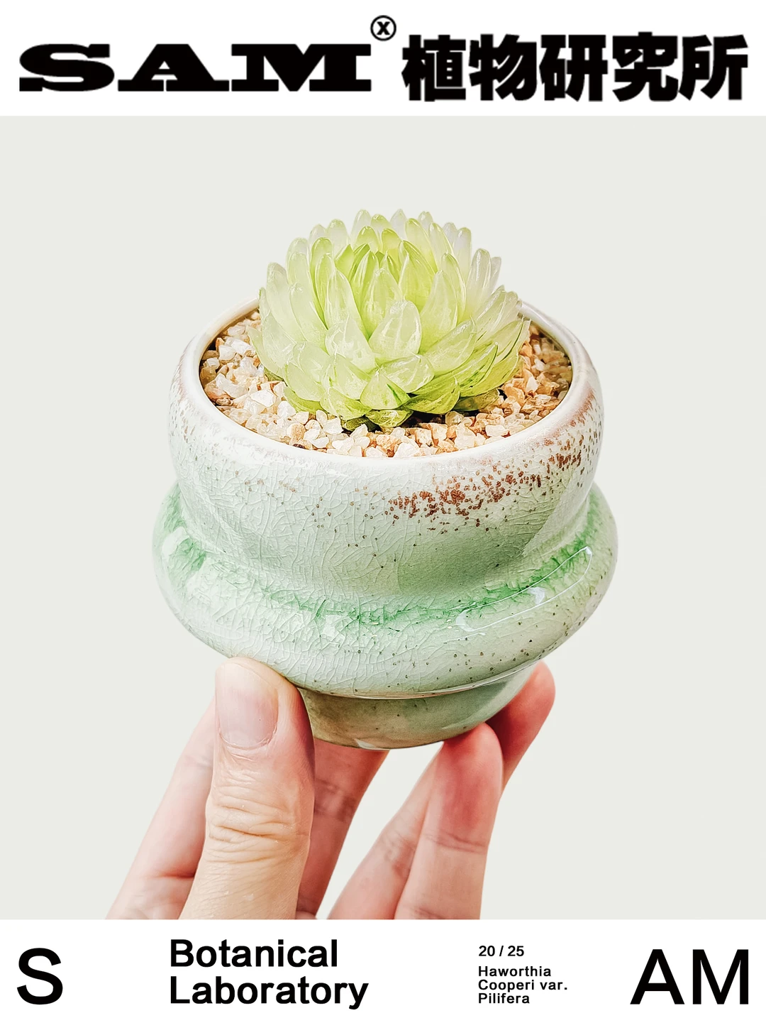 黄金女神玉露｜Haworthia Cooperi var. pili