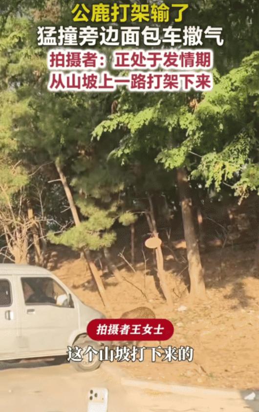 “鹿脾气大太了！”辽宁大连，公鹿打架没打赢，没想到，它转头猛撞面包车撒气，拍摄者