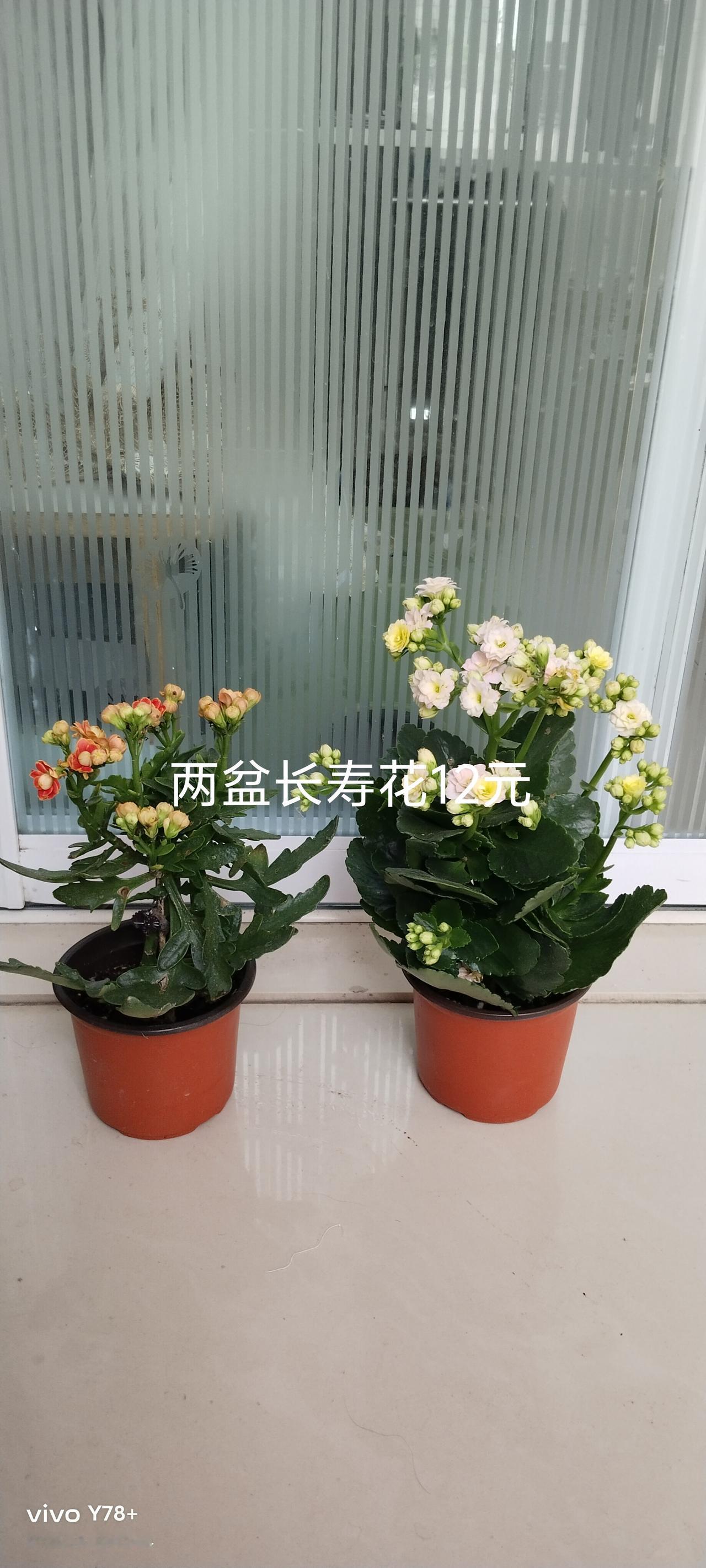 专业的人干专业的事，这话不假！就拿养花来说吧，自己也在网络上学习了诸多的养花知