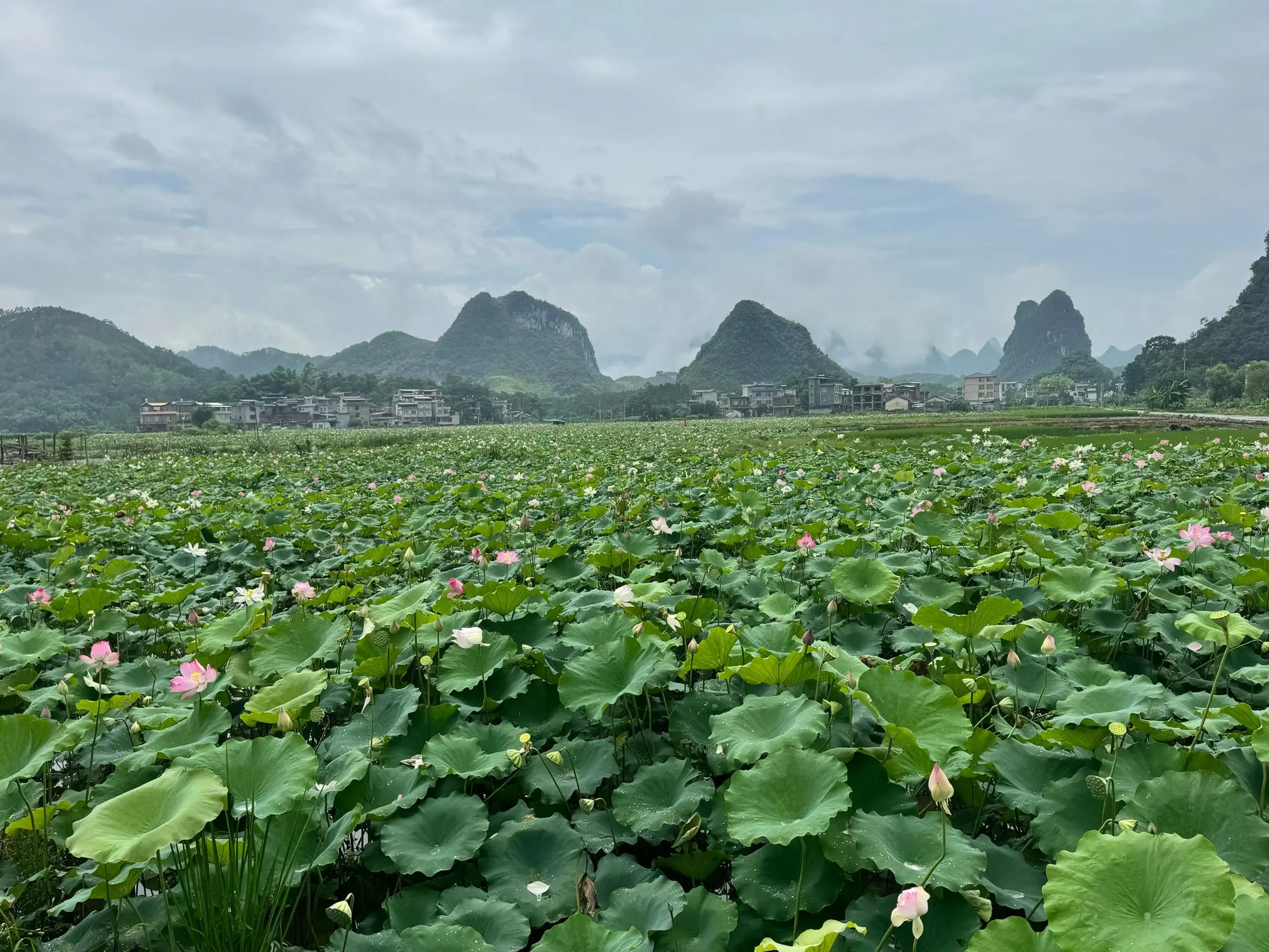 家乡的原风景 荷花