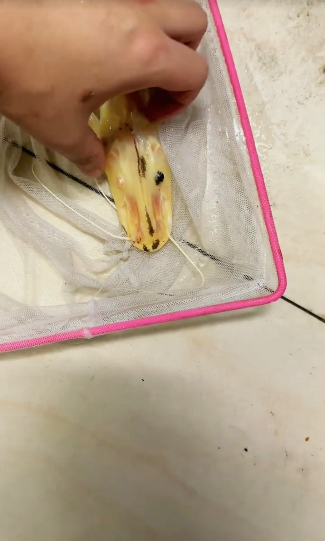 这条泥鳅，是真的还是假的，左右的眼睛都不一样，你能猜的出来吗？