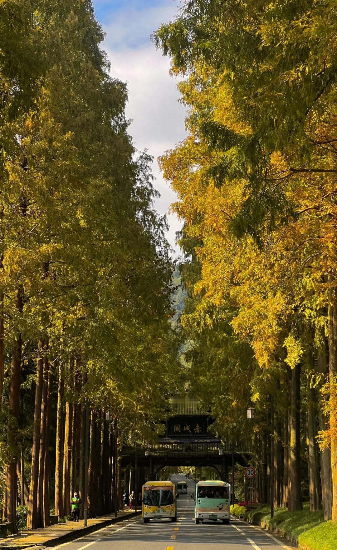 成都1h，徒步、露营🏕️、围炉煮茶🍵赏银杏🍂在这里一站式搞定‼️黄了黄