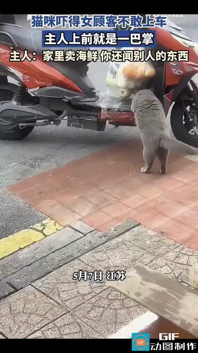 女子买好海鲜，袋子挂在电动车上准备走人，猫咪慢悠悠地走过来，前脚搭上车踏板，左嗅