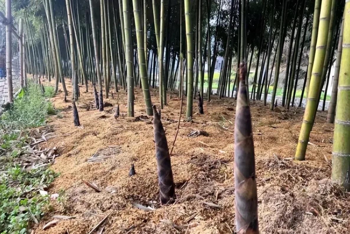 广东，一男子驾车途经某村，发现公路旁有刚长出的竹笋，便下车挖了11根，岂料，却被