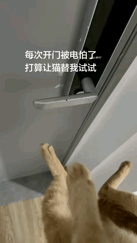 喵星人:你清高，拿我坐外交。