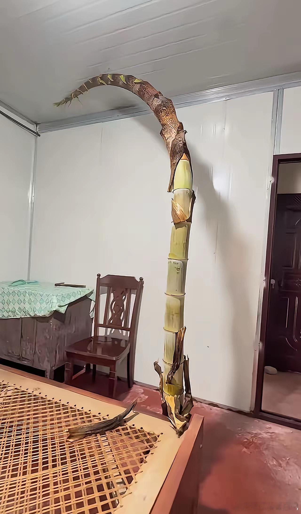 懂得钻空子，处处是生机。