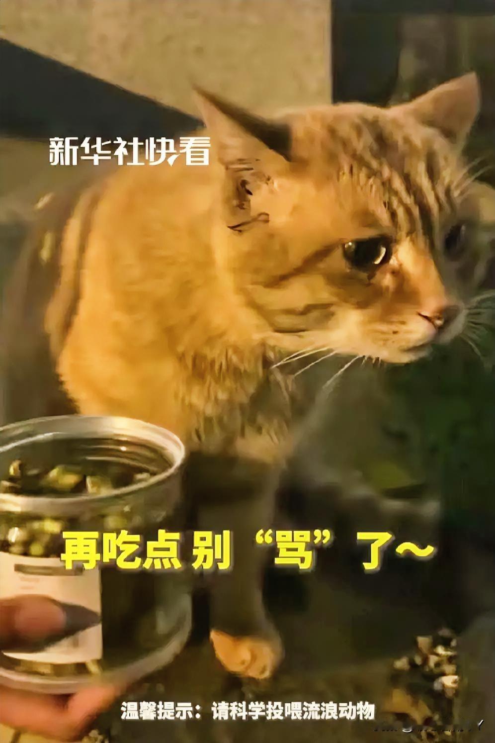 成都橘猫吵架气到“开口说话”，“不吃不吃”式的傲娇萌翻全网！近日在四川成都，