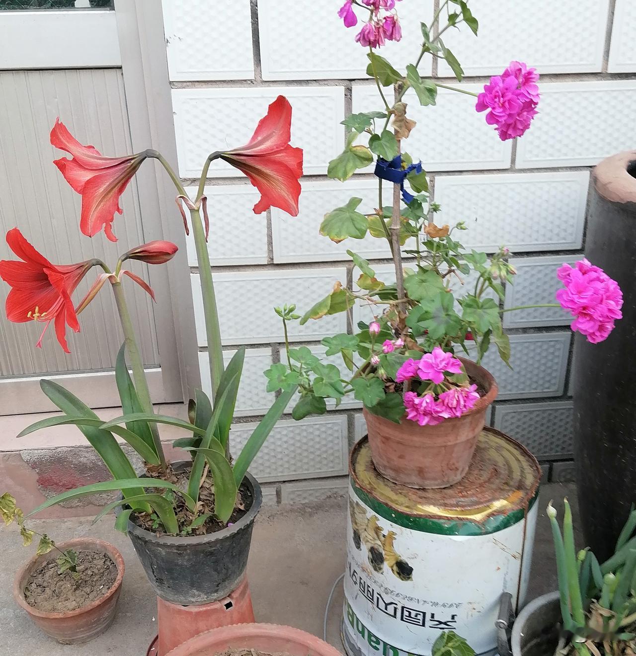 老伴最后一次化疗针，终于打完了，想到这次整个看病过程，我有疏忽大意之罪，现在回想