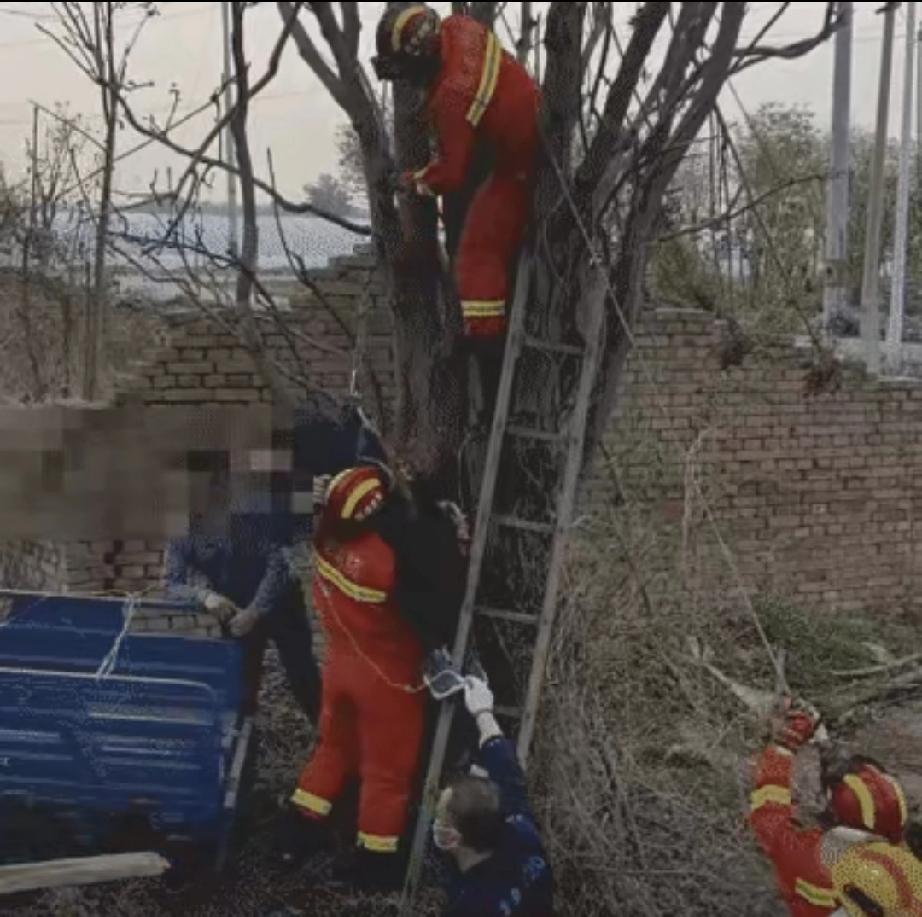 万万没想到！北京顺义，一位早起准备下地的村民，凌晨五点路过郊外树林，抬头一看，高