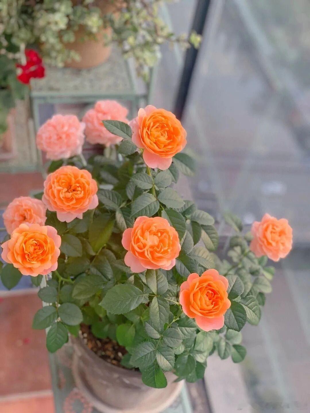 今天分享下适合夏季养的花1、紫薇花紫薇花是一种耐热耐晒的植物，它的花期在春夏季，