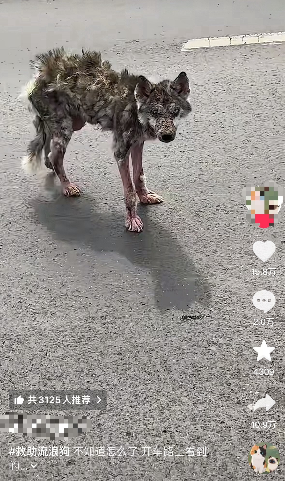 女子在家被流浪狗咬伤3天后狗死了按照十日观察法来看的话，你猜这女的现在慌不慌。前