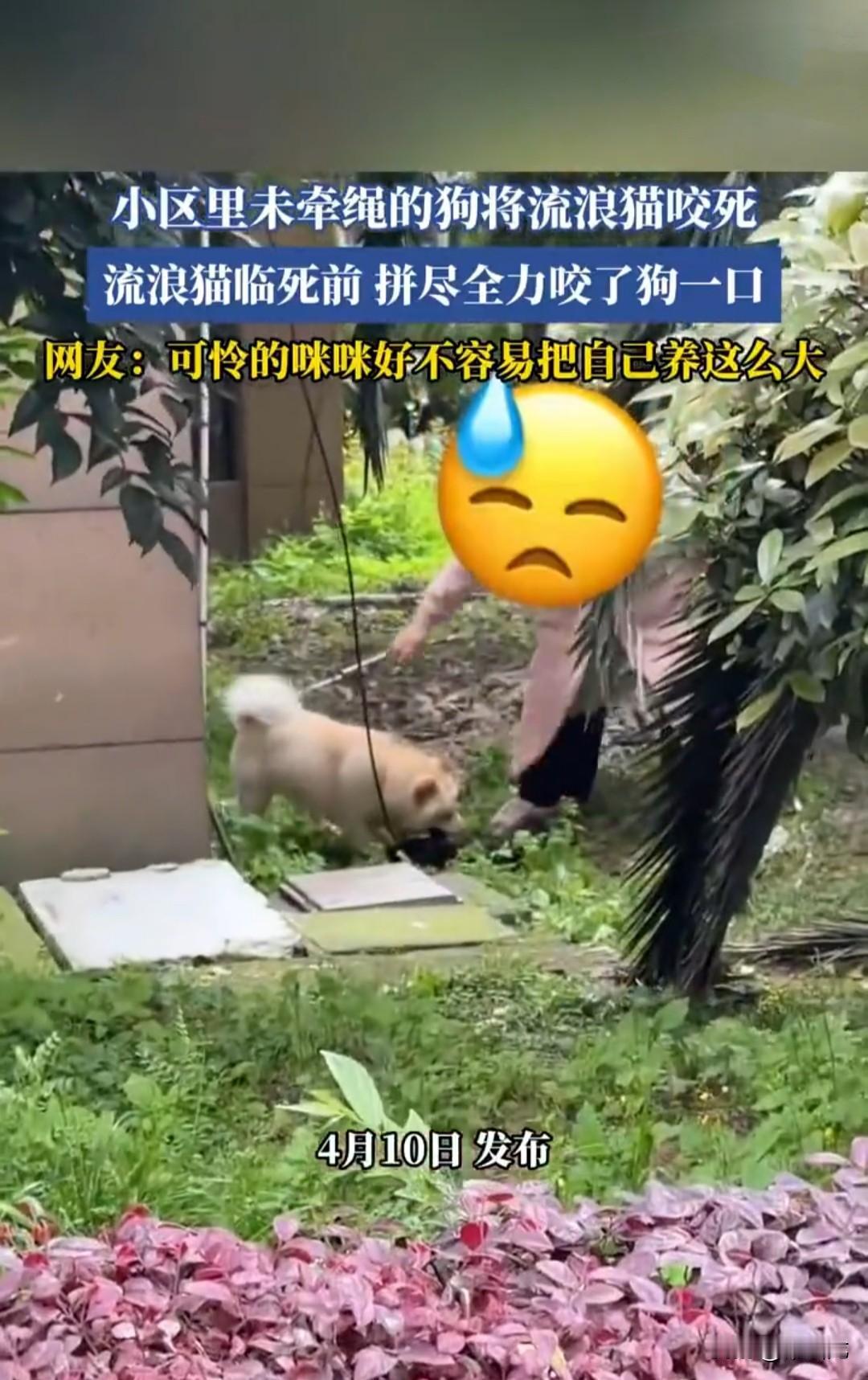 未拴绳的狗狗将小区内的流浪猫活活咬死，猫咪临死之前奋起反击，也狠狠咬了狗狗一口。