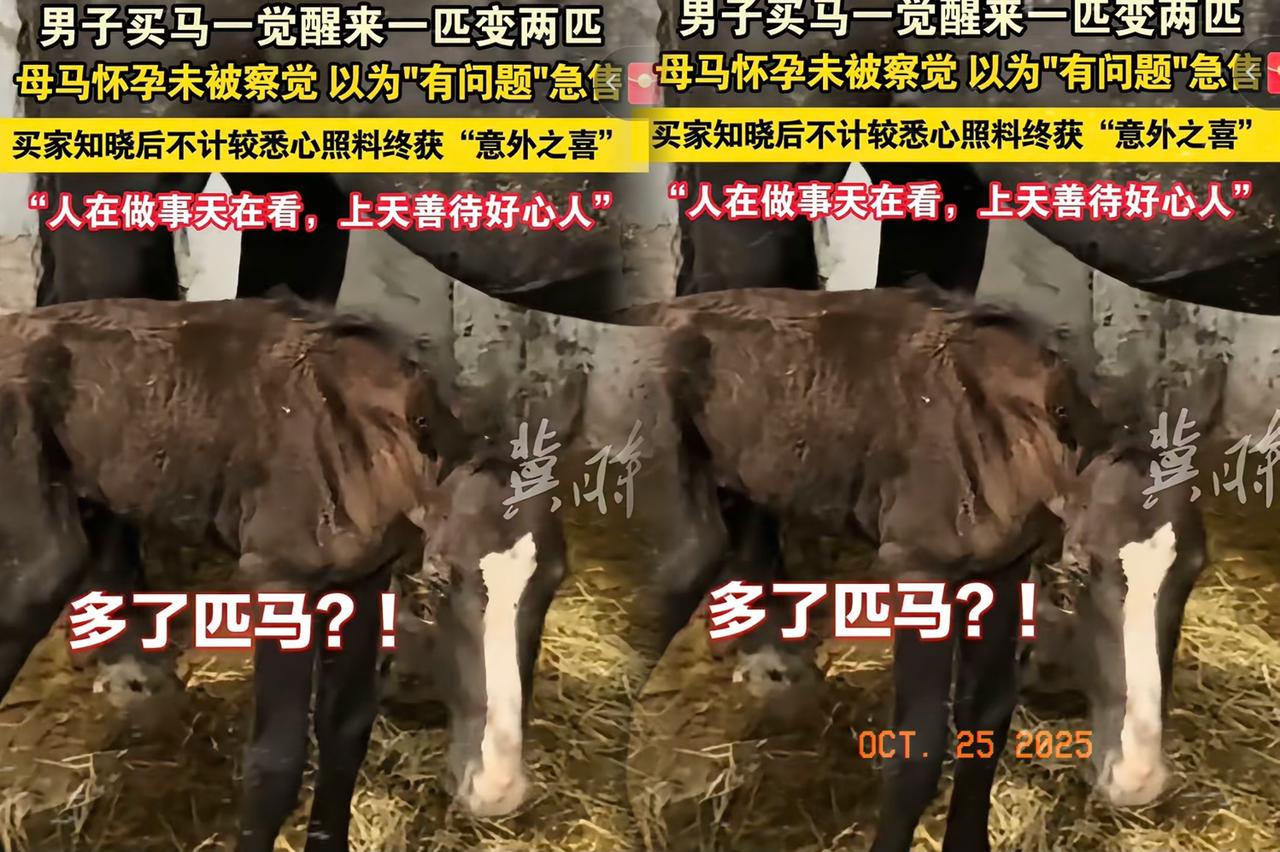 谁能想到,好心捡回的“病马”,居然藏着这么大一个惊喜!山东淄博一位养马大哥的经历