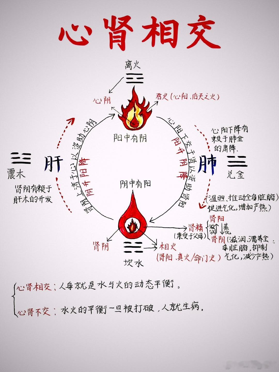 脾胃虚寒“四大名汤”：理中汤、四君子汤、黄芽汤、肾着汤日常生活，中焦虚寒病症比较