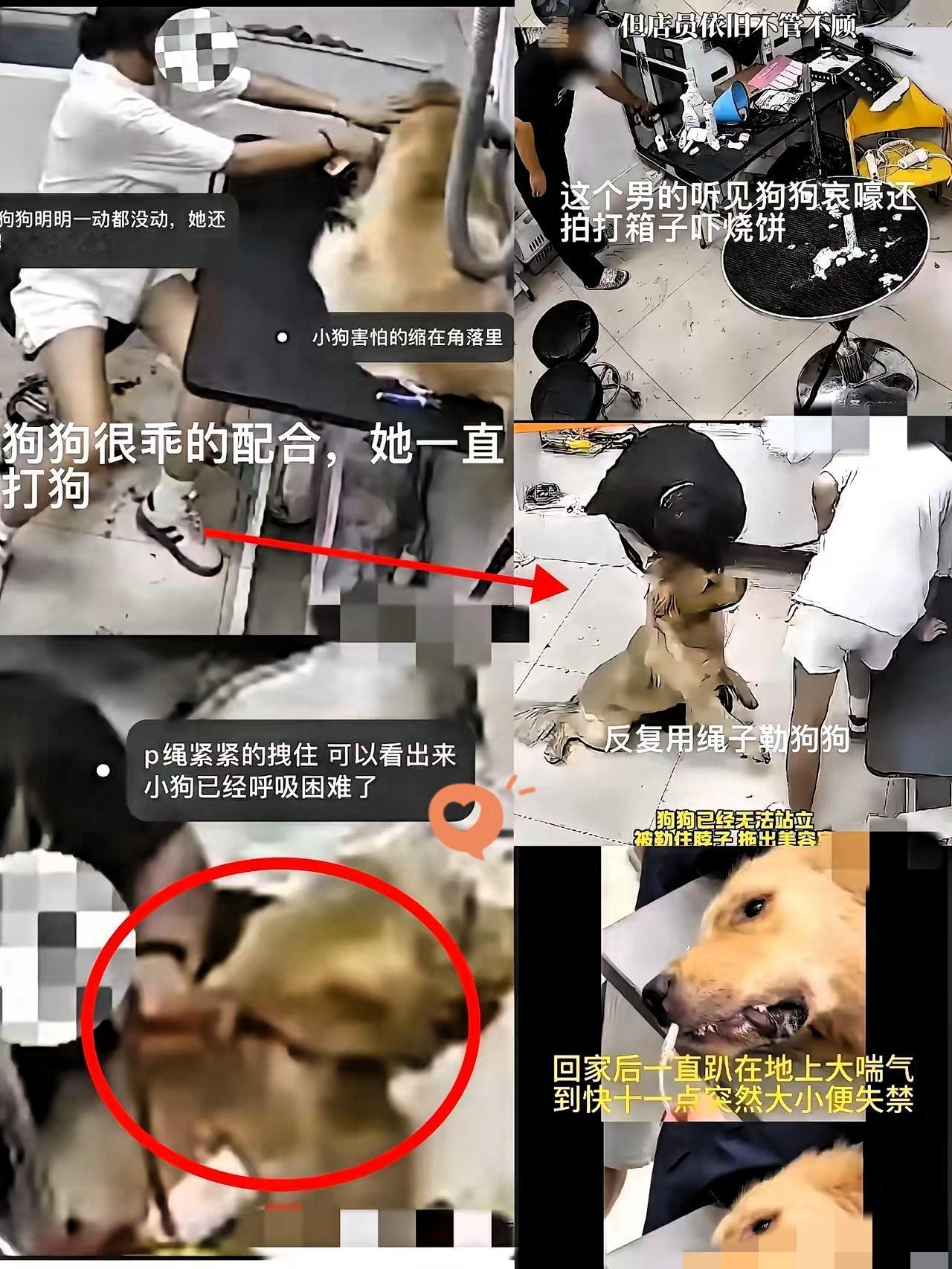 我敢说，这世上最扎心的从不是天灾，而是人心能坏到连条毫无反抗力的狗都不肯放过！