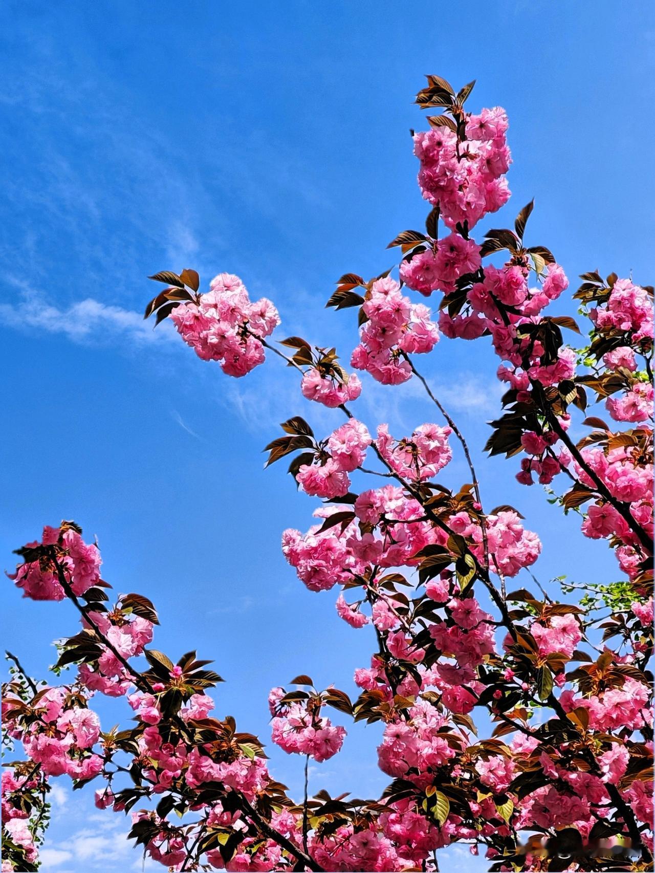 春日盛开的粉色樱花，蓝天白云映衬，美不胜收！🌸🌞