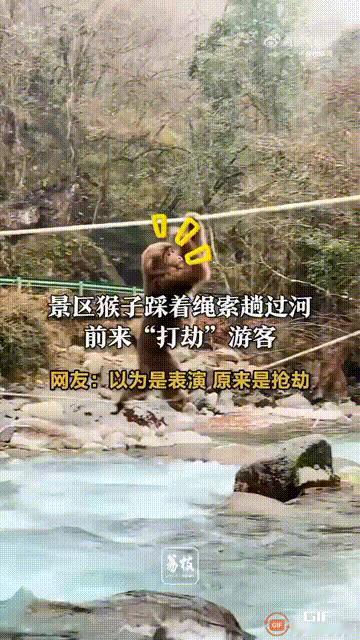 笑不活了！四川雅安一名女子和朋友去喇叭河的河道边玩时，被河道对面的一只猴子看见了