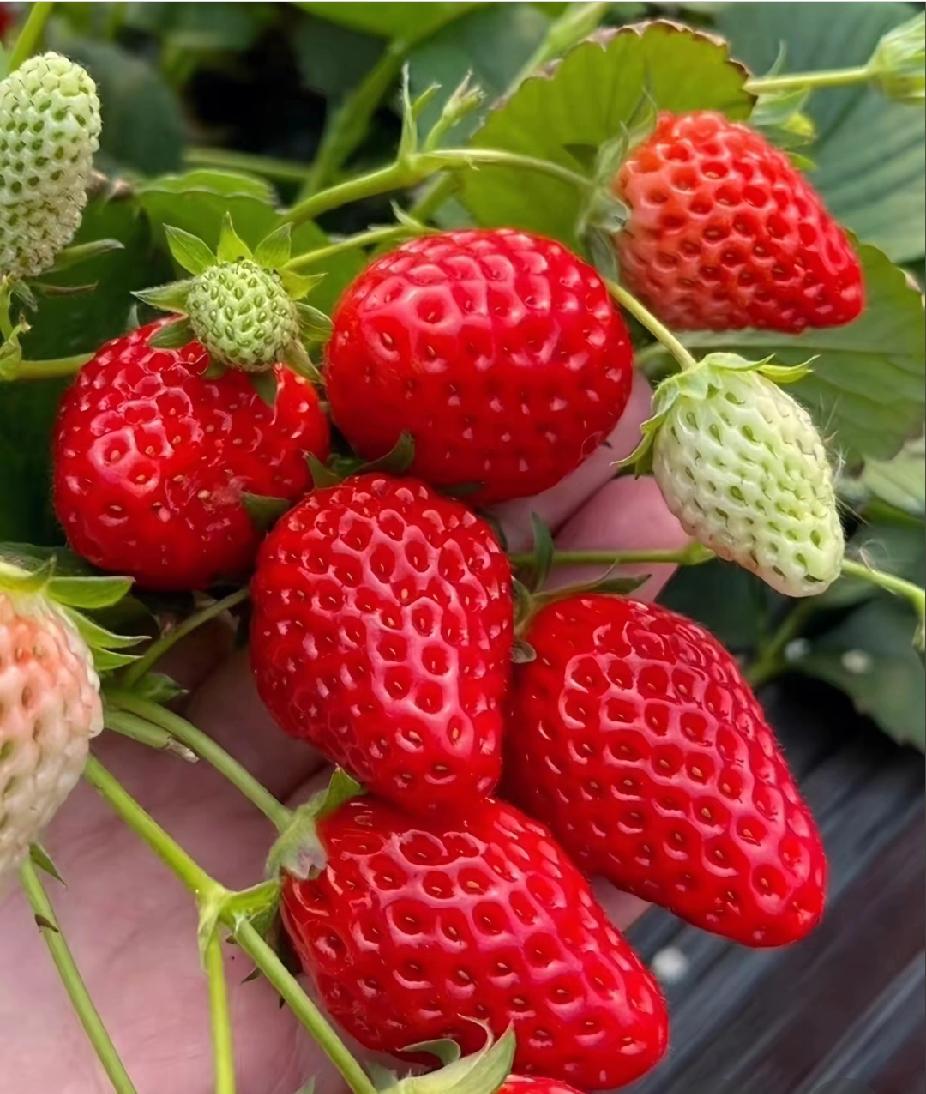 "陪妈妈去做体检，自己却被查出了肺癌！"31岁的陈菲从国外回来探亲，想着顺便也