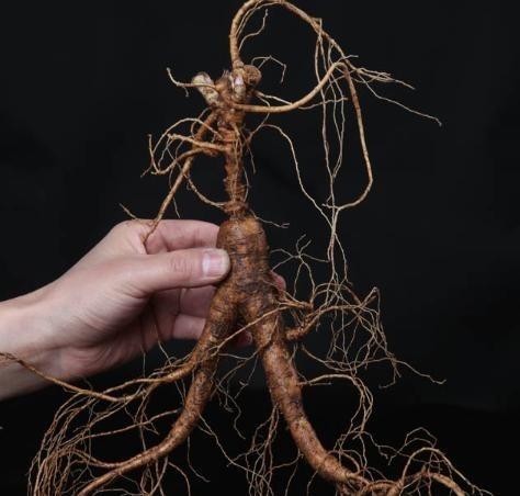 1981年，一颗重量超过七两，价值超过200万的野生老山参在东北被挖出，而且开挖