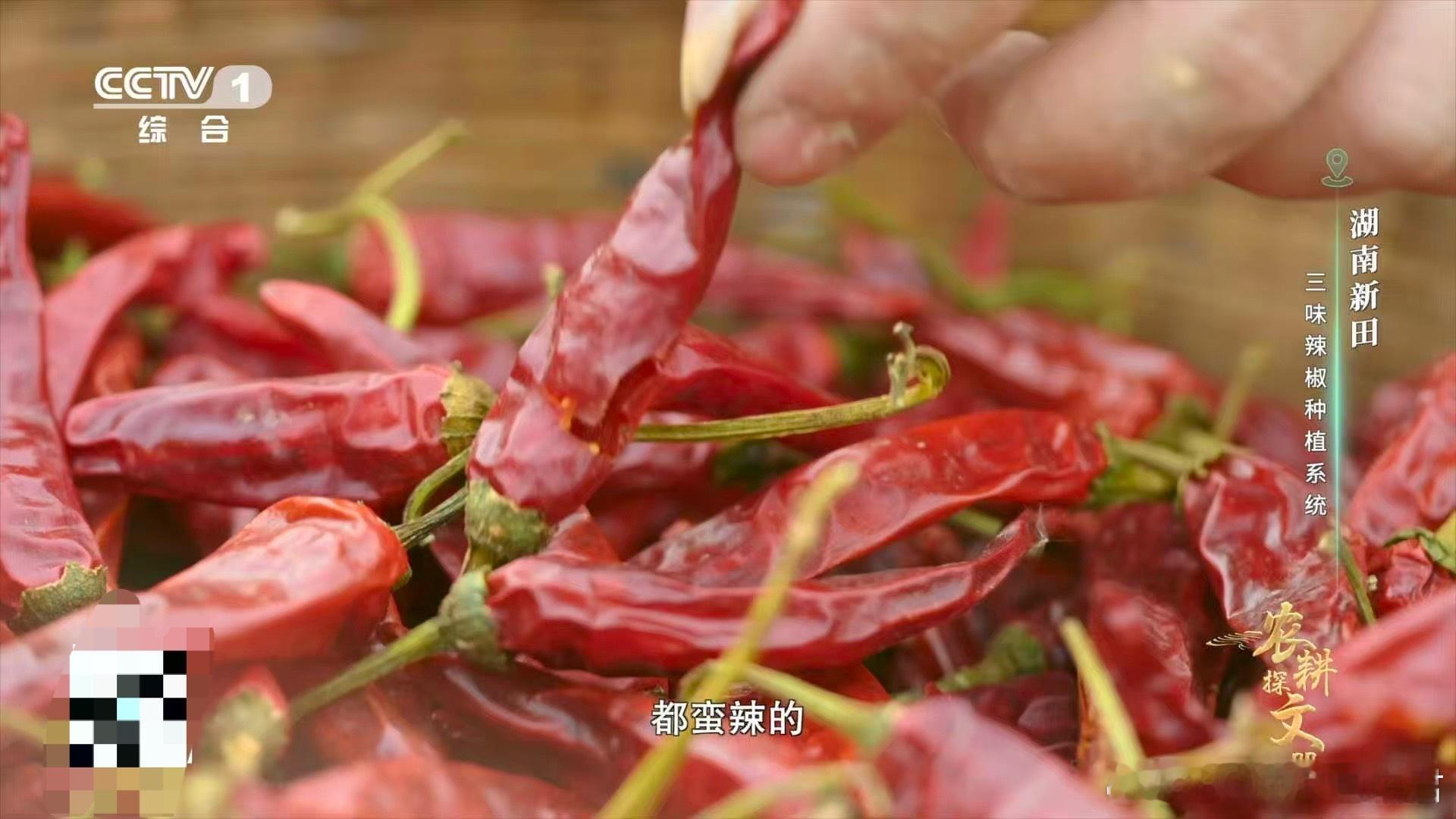 湖南人把田螺用到了极致！剪尾去盖成“育苗杯”，覆盖稻草当“温棚”，移栽时再变“天