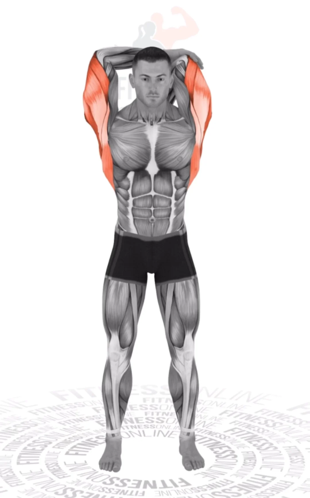 肱三头肌过头拉伸