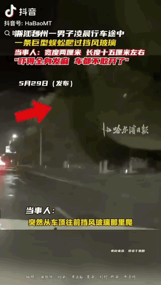 5月28日浙江台州一男子夜间开车途中，车窗上突然爬来一条近20厘米长、2厘米宽的