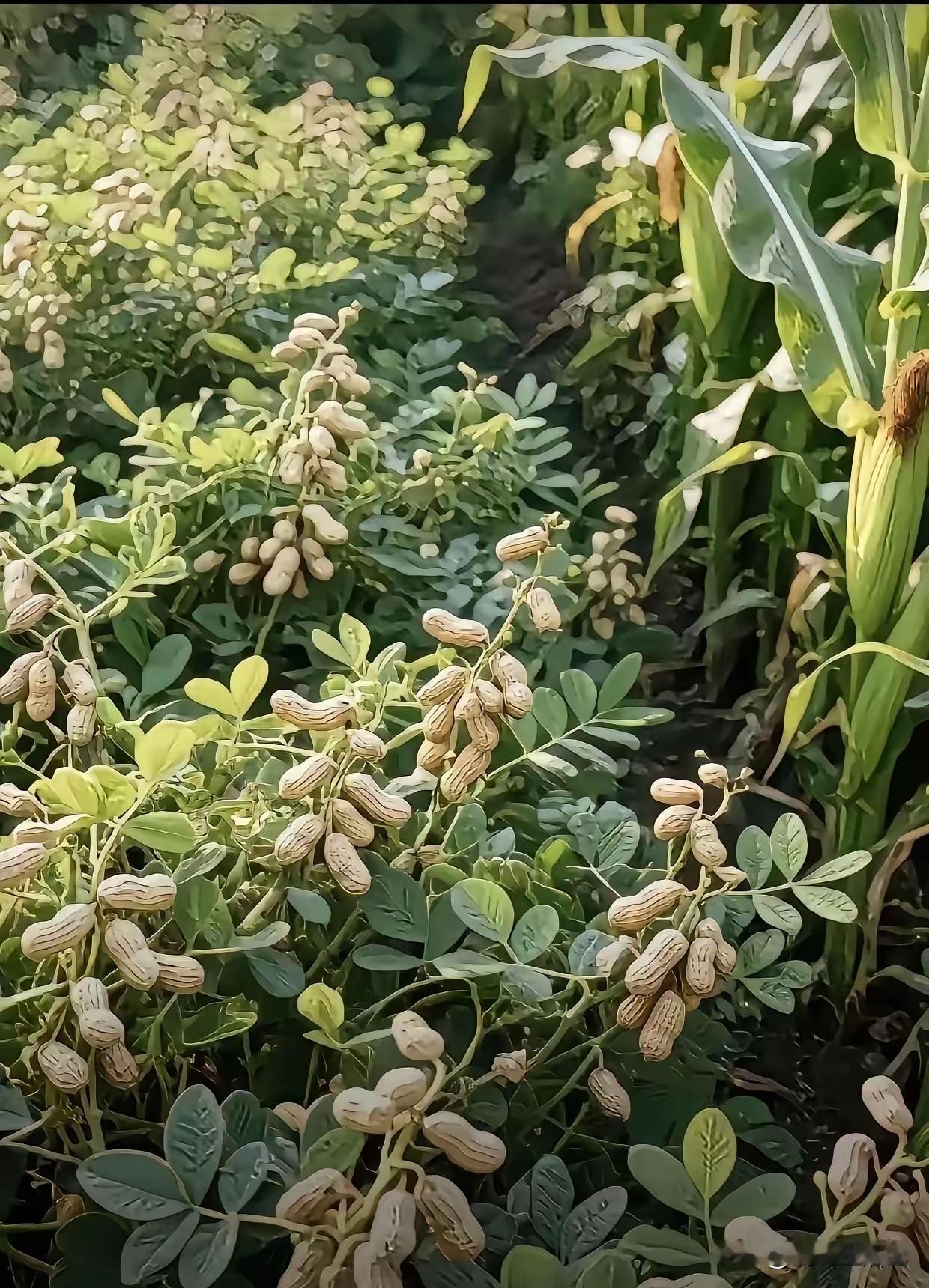 要不是我种过花生，就信了[捂脸哭]