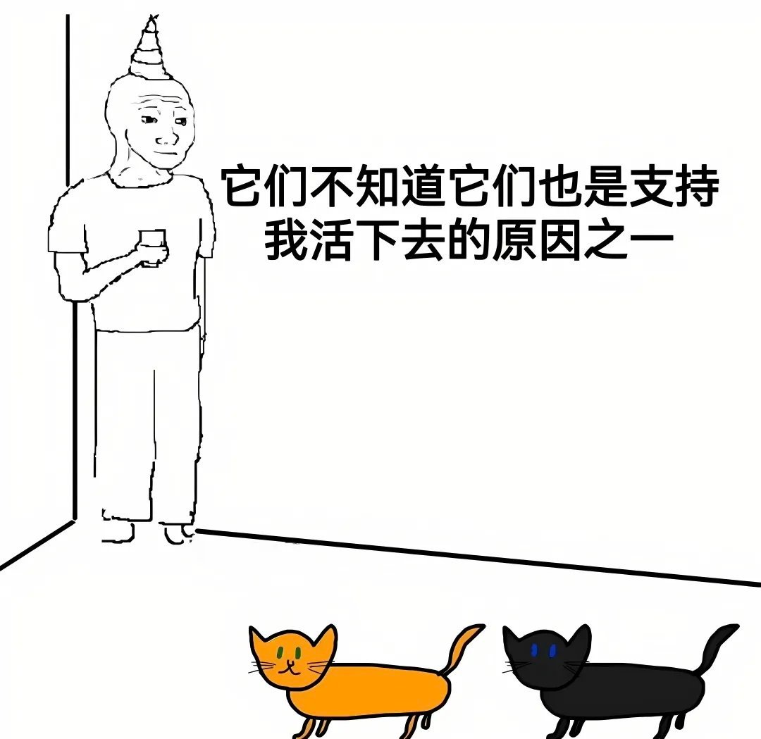 小猫会收集你每天的悲伤，然后在多年以后慢慢还给你​​​