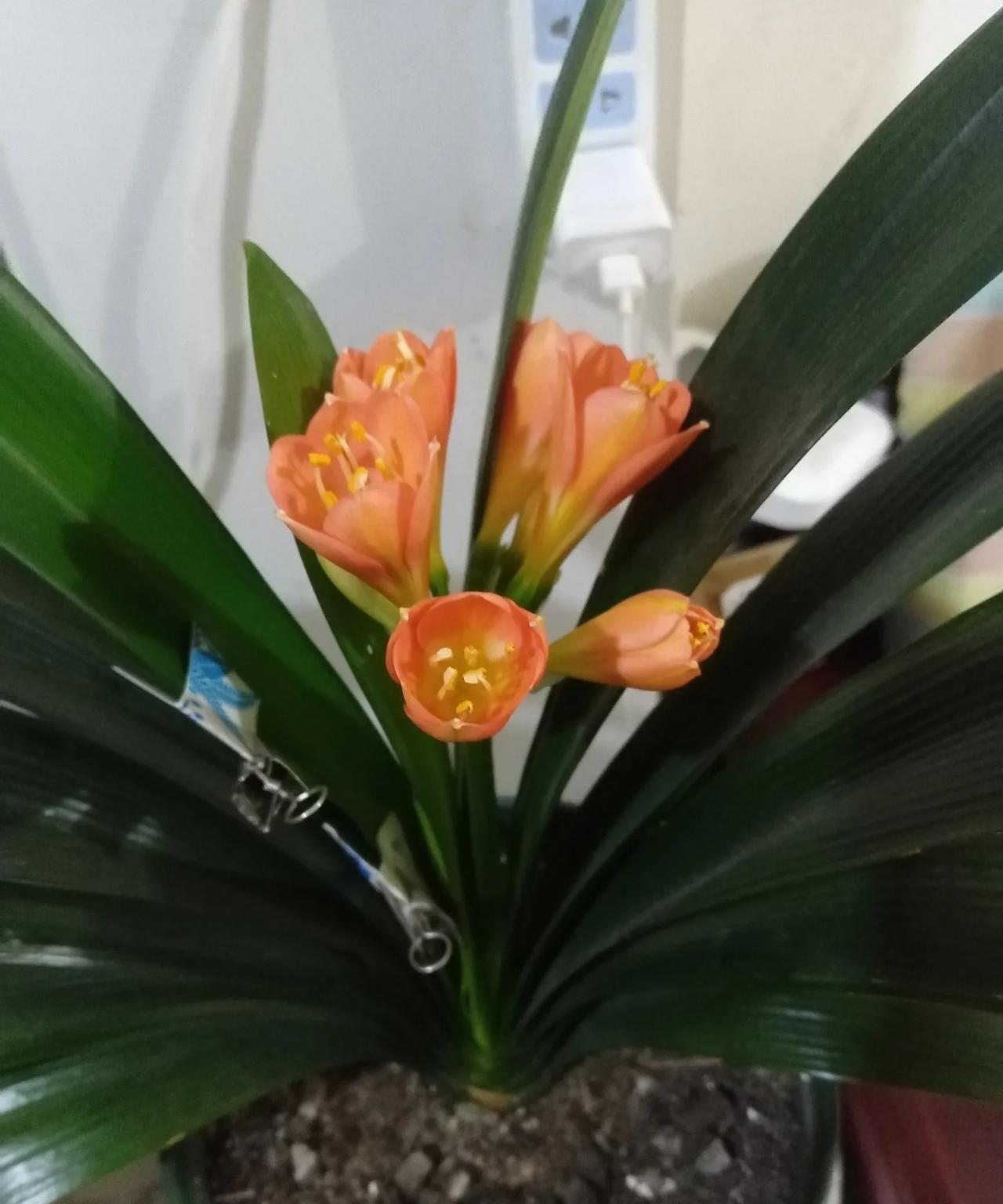 君子兰夏天又开花了。家养君子兰与其它花一样养护，获最大成功！长势健壮根如磐石
