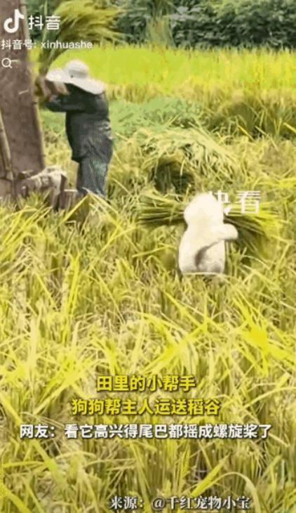 “上新华社了！”四川，一片金黄的稻田里，丈夫负责打稻谷，妻子负责割，干得热火朝天