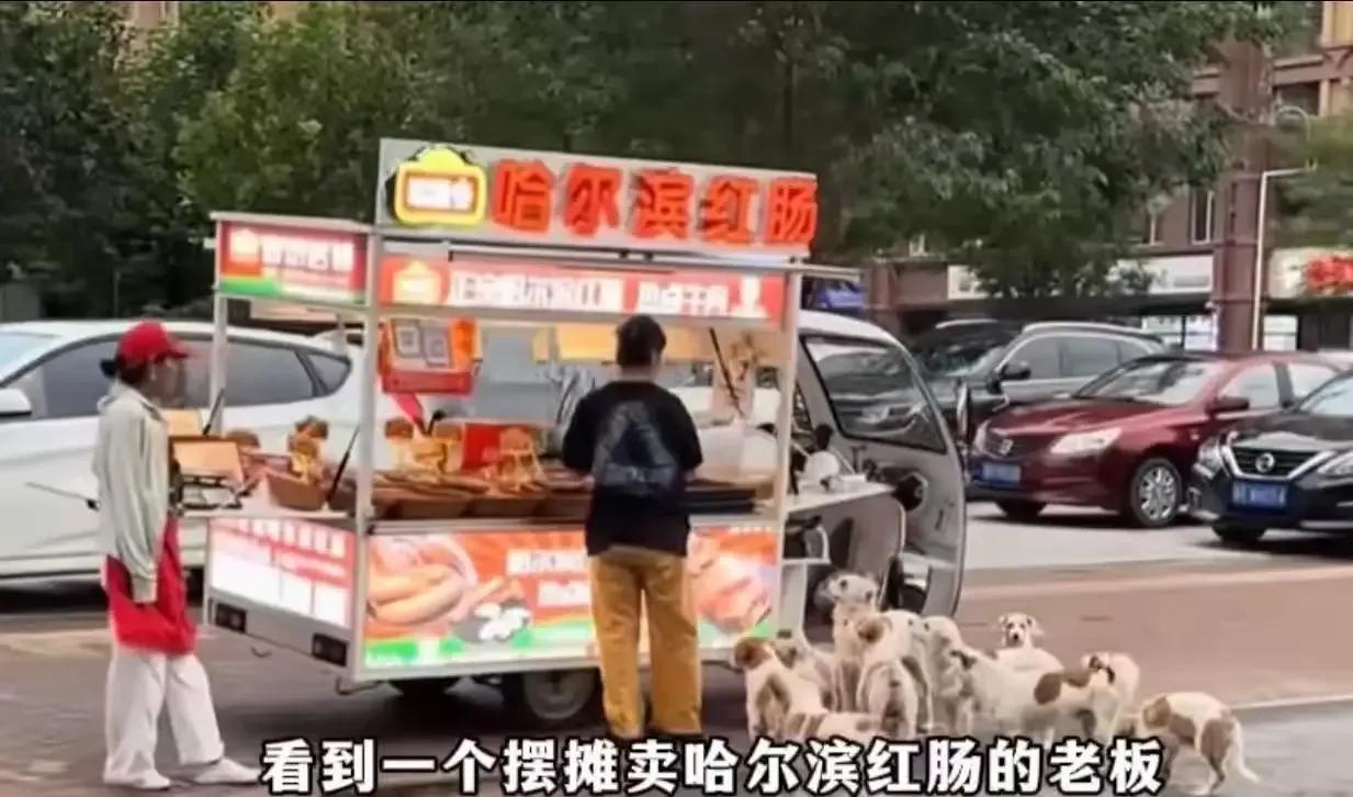 都说“有舍就有得”，一位美女摆摊卖哈尔滨红肠，因为随手喂了流浪狗一口，竟然意外让