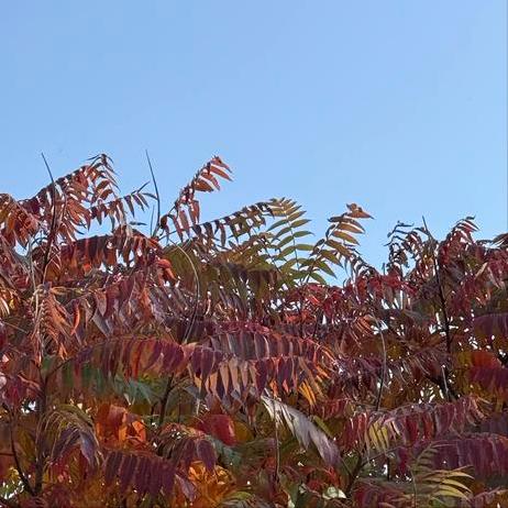 加拿大外长阿南德在渥太华这样说 11月11日，加拿大外长阿南德在渥太华这样说