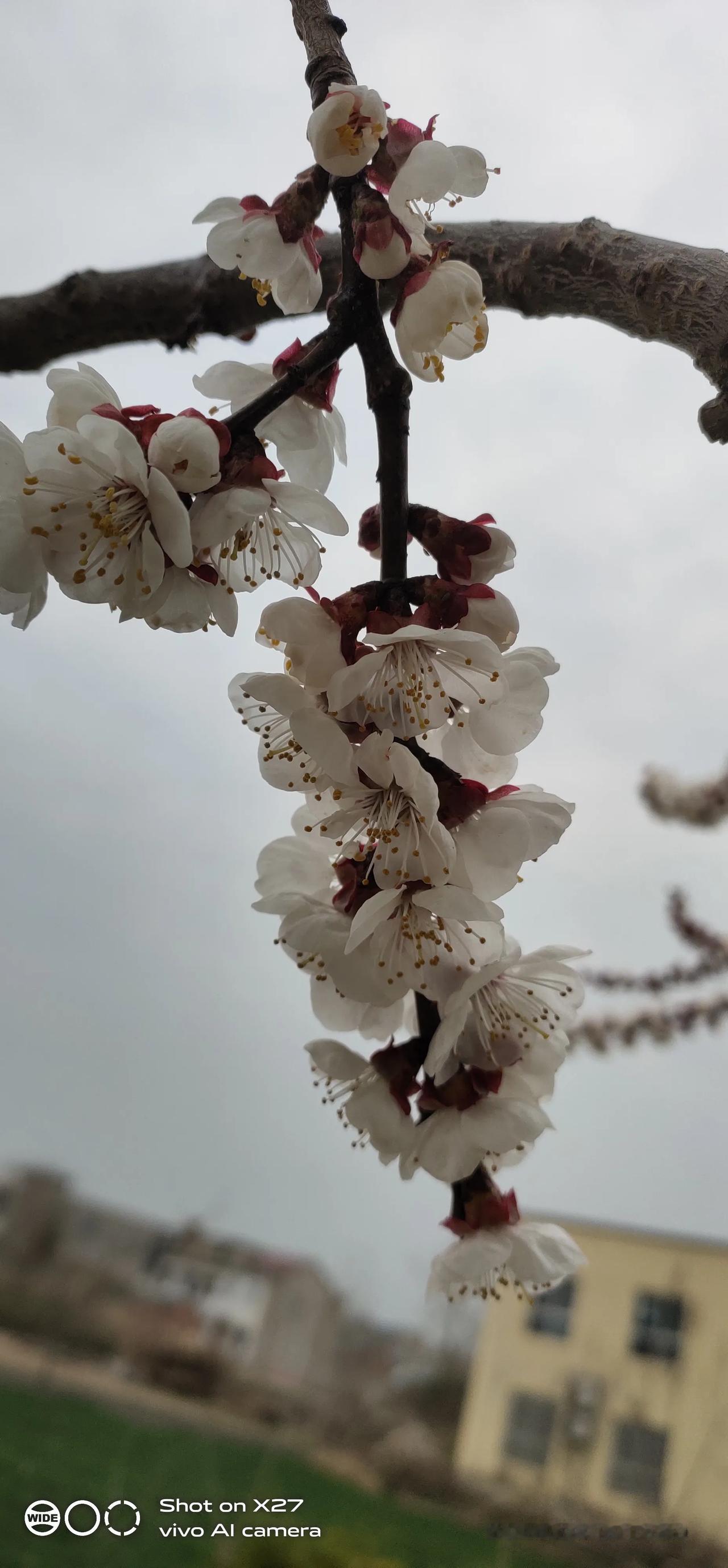 分享相册里最美的花杏花朵朵开，春天漫漫来