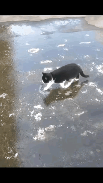 非常为这只猫咪担心，感觉它走过的冰面冻的并不是很实在，万一冰面碎了，猫要掉进冰水